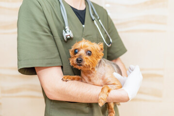 Doctor veterinarian at clinic holding little sick dog Yorkshire Terrier on hands at office clinic.