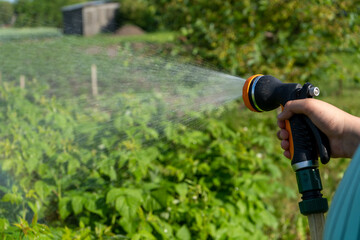 Fototapeta premium Hand holding a watering hose. Watering a plants gardening care concep.