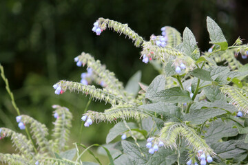 Flowering blue caucasian comfrey (Symphytum caucasicum) plant in garden - obrazy, fototapety, plakaty