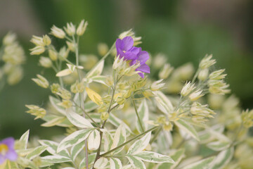 Creeping Jacob's ladder (Polemonium reptans) plant with variegated leaves in garden