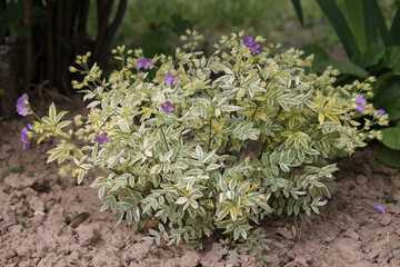 Creeping Jacob's ladder (Polemonium reptans) plant with variegated leaves in garden - 511576380