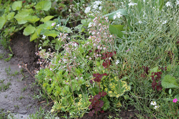 Flowering London pride (Saxifraga urbium, cultivar Aureopunctata) plant in garden
