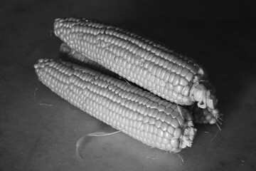 Black and white image of cobs