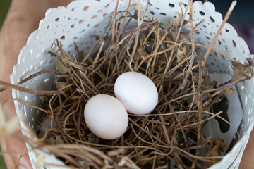 Obraz premium Two eggs in a bird's nest