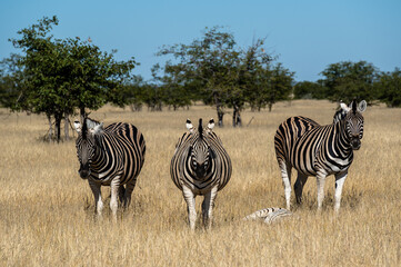 Fototapeta na wymiar A beautiful shot of three zebras standing in tall grass in bright sunlight