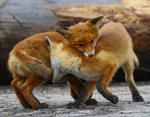 red fox vulpes