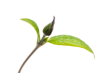 flower isolated on white background