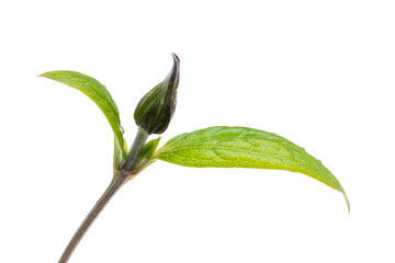 flower isolated on white background