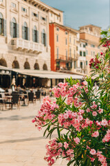 Fototapeta na wymiar Amazing pink oleander flowers and blurred street cafe on a Piazza Bra, Verona, Italy.