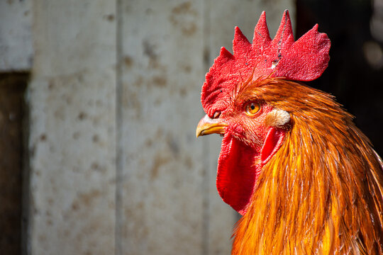 perfil de la cabeza de un gallo en un corral