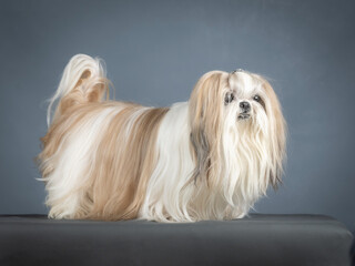 Lhasa apso standing in a photo studio