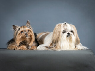 Lhasa apso and yorkshire terrier lying in a photography studio