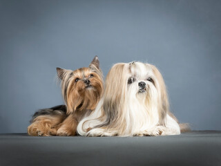 Lhasa apso and yorkshire terrier lying in a photography studio
