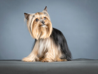 Yorkshire terrier lying in a photo studio