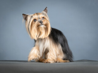 Yorkshire terrier lying in a photo studio