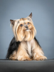 Yorkshire terrier lying in a photo studio
