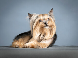 Yorkshire terrier lying in a photo studio
