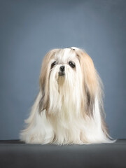Lhasa apso terrier sitting in a photo studio