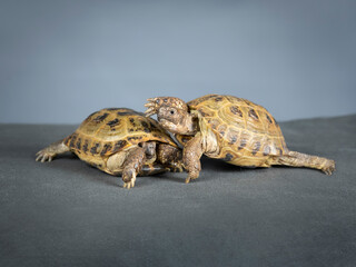 Two gopher tortoises with light blue background