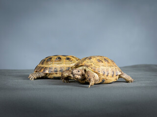 Two gopher tortoises with light blue background