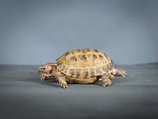 Gopher tortoise with light blue background