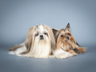 Lhasa apso and yorkshire terrier lying in a photography studio
