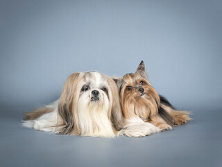 Lhasa apso and yorkshire terrier lying in a photography studio