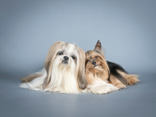 Lhasa apso and yorkshire terrier lying in a photography studio