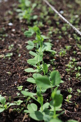 Sweet Peas in the garden. Springtime greenery. Gardening