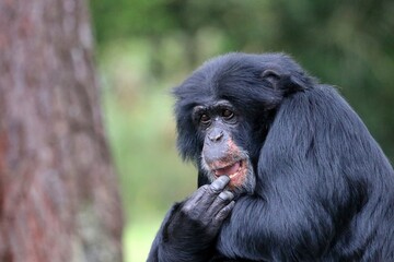 Chimpanzé pensif