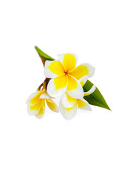 Small branch with flowers of tropical tree frangipani or plumeria isolated on white background