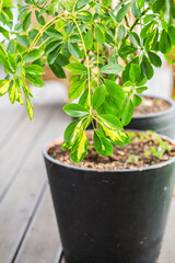 indoor green plant in a large pot on a blurred background