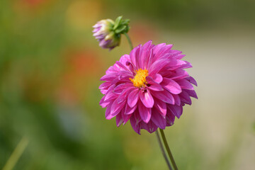 Obraz premium ダリア