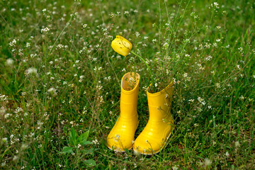 A tulip in yellow rubber boots in a field with tiny white wildflowers