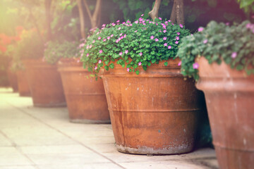 Beautiful flowers in clay pots standing outdoors in summer evening