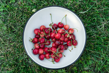 Cherry organic berries harvest. Fresh cherries for jam, juice, smoothie, compote, desserts and cakes. Bowl of juicy sweet cherries on green grass. Organic fruits in the village. Top view