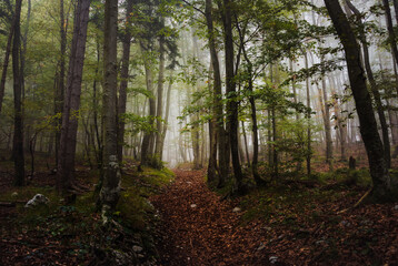 Mystic forest on a foggy day in autumn