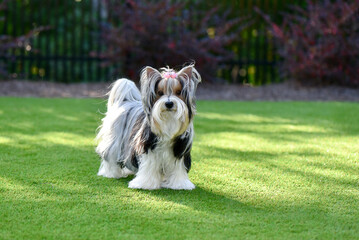 Gorgeous Biewer Yorkshire Terrier puppy on artificial grass with black white and gold long hair. Puppy fence background.

 - obrazy, fototapety, plakaty