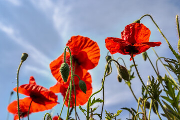 Mohn