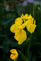 yellow flowers