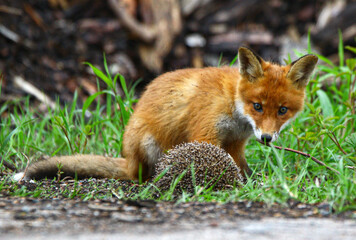fox and hedgehog