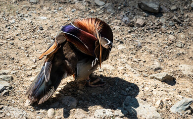 Mandarin Duck cleans its feathers after bathing in a pond on a sunny and warm day