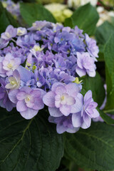 beautiful hydrangea bush in the garden