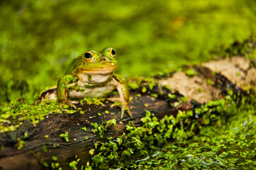 Frog in pond in duckweed