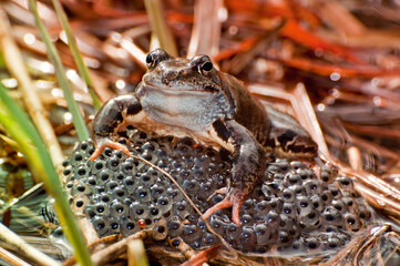 Frog on its eggs in its natural habitat