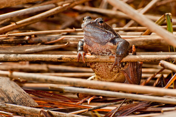 Frog in pond
