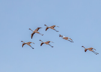 A Flock of Flamingos in sky