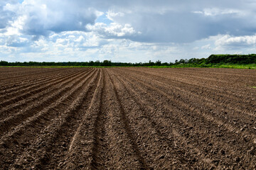 Fototapeta na wymiar Plowed field before sowing. Agriculture. Field preparation. Brown earth. Small ridges. Field going to the horizon.