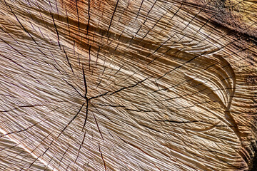 Cut tree disc of construction wood after deforestation stacked as woodpile show annual rings and the age of trees for lumber and timber industry as sustainable resources on wood log and tree carcass