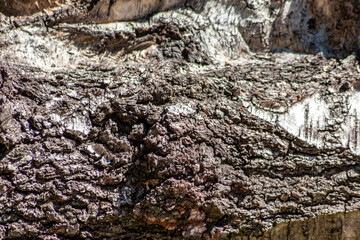 Tree bark with fine natural structures and patina of rough tree bark as natural and ecological background shows a beautiful in grey color tones as scars and protection against and habitat for insects